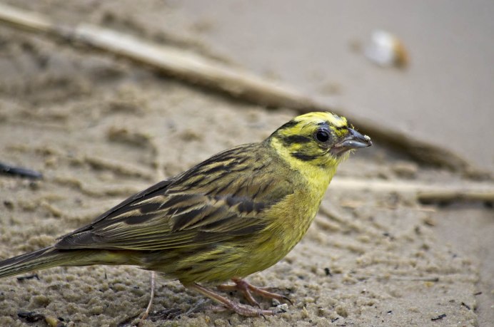 Маленькая желтая птичка