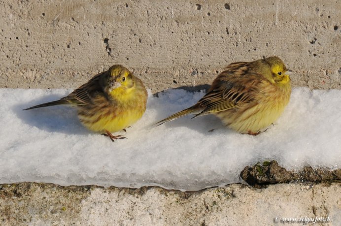 Серая птичка с оранжевой грудкой