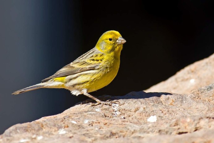 Зеленушка обыкновенная птица