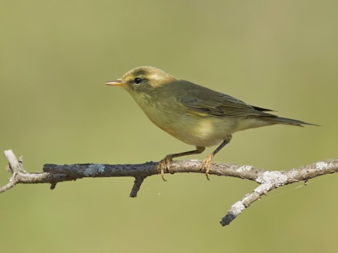 Желтоголовый Воробей