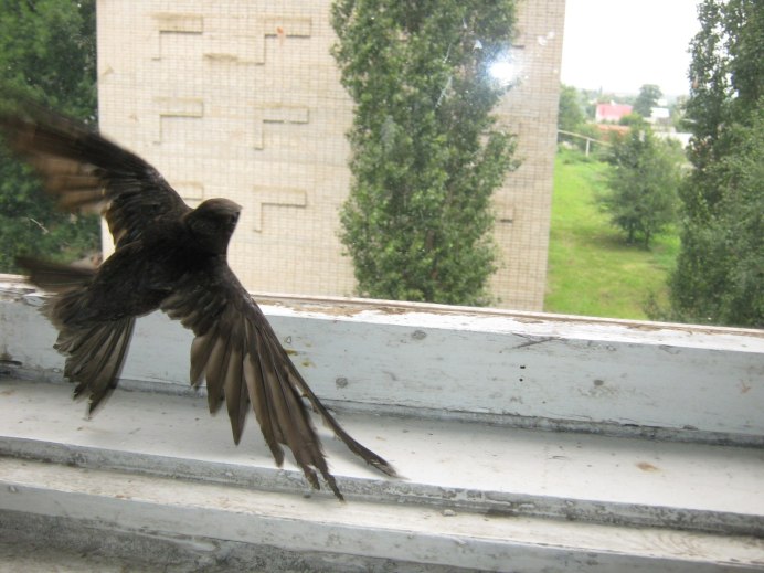 Гнездо городской ласточки