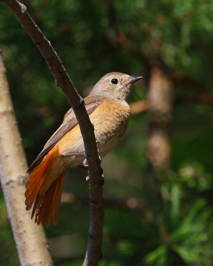 Обыкновенная горихвостка (Phoenicurus Phoenicurus)