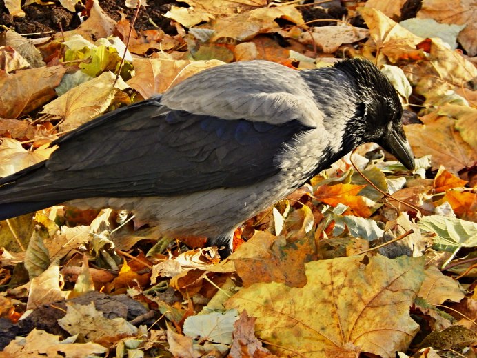 Ворон осень