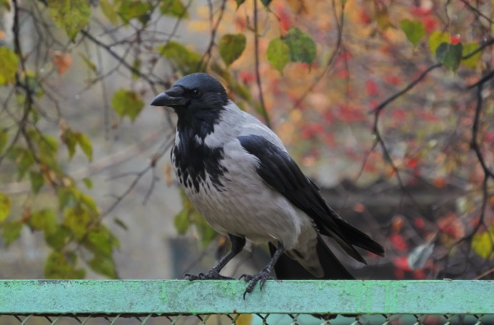 Вороны москвички