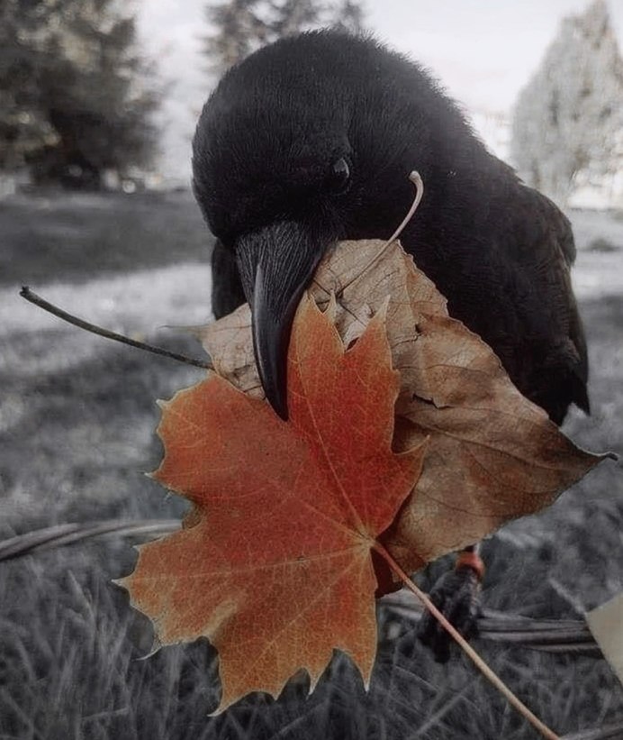 Осень вороны