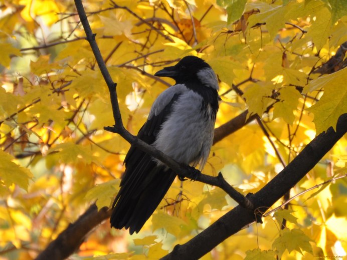 Ворон осень