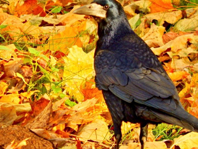 Ворон осень