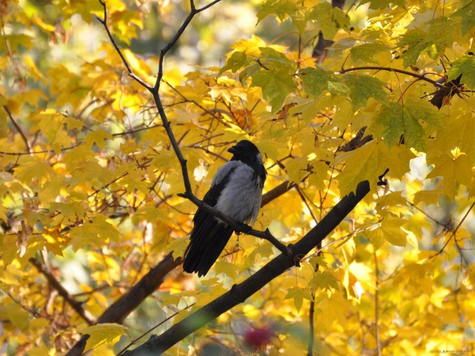 Картинка красивая осень серая городская ворона