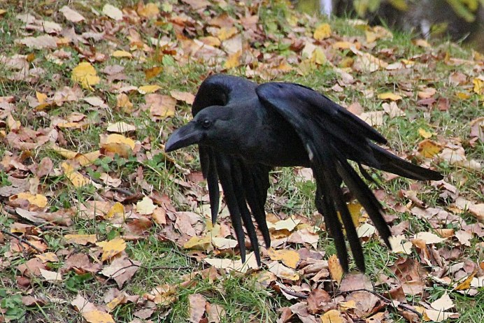 Ворон осень