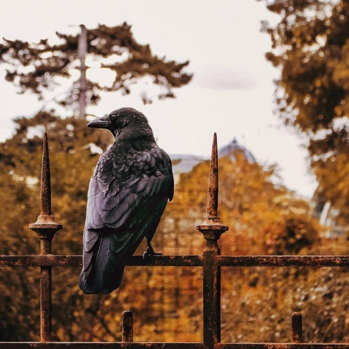 Ворона осень