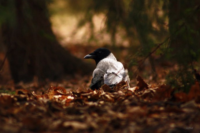 Ворона с перебитым крылом