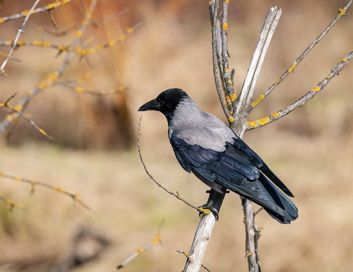 Ворона сидит