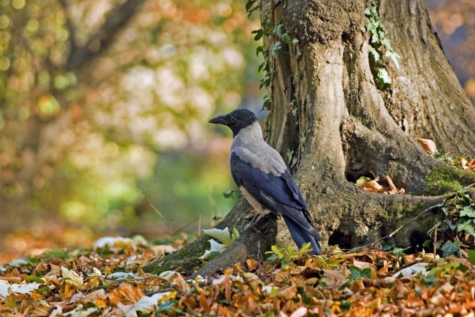 Серая ворона на дереве
