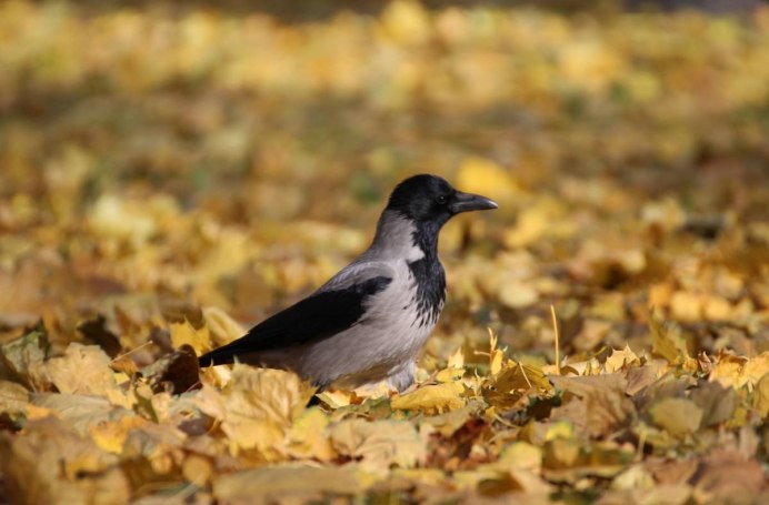Ворона осень