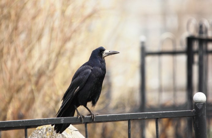 Курильские вороны