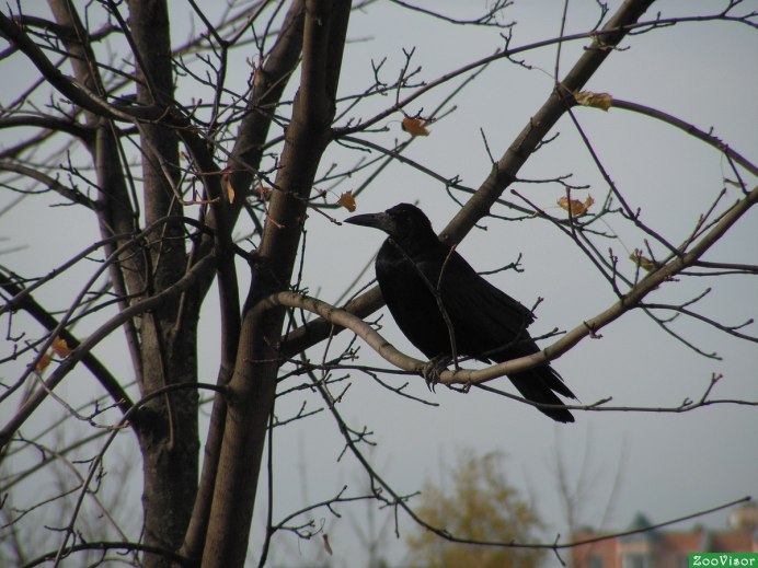 Грачи осенью