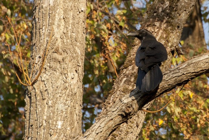 Ворон на дубу