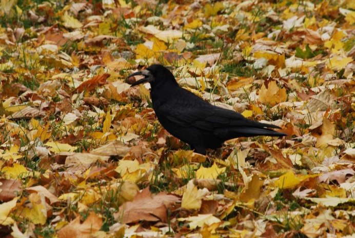 Грачи осенью
