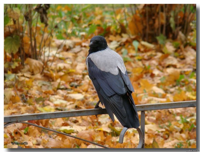 Вороны осенью