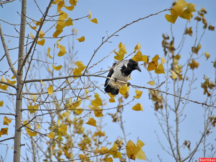 Темнота, весенние, осенний, Вороний