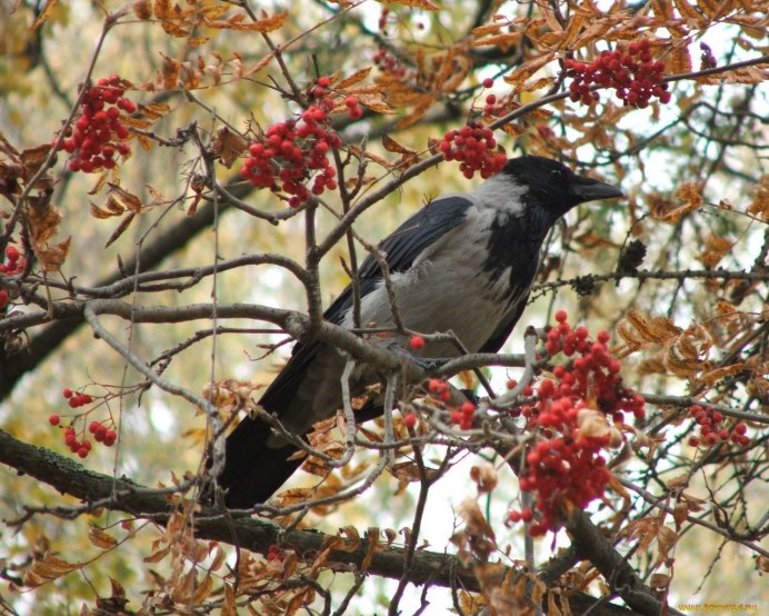Птицы поздней осенью