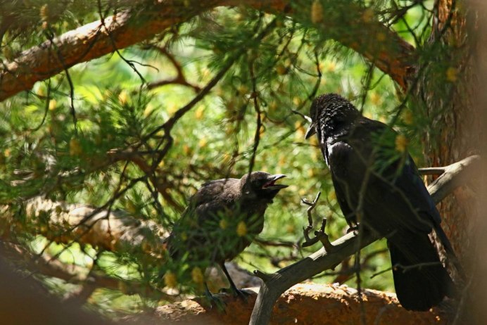 Черный ворон в лесу