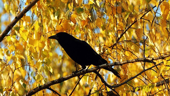 Красивая ворона осень