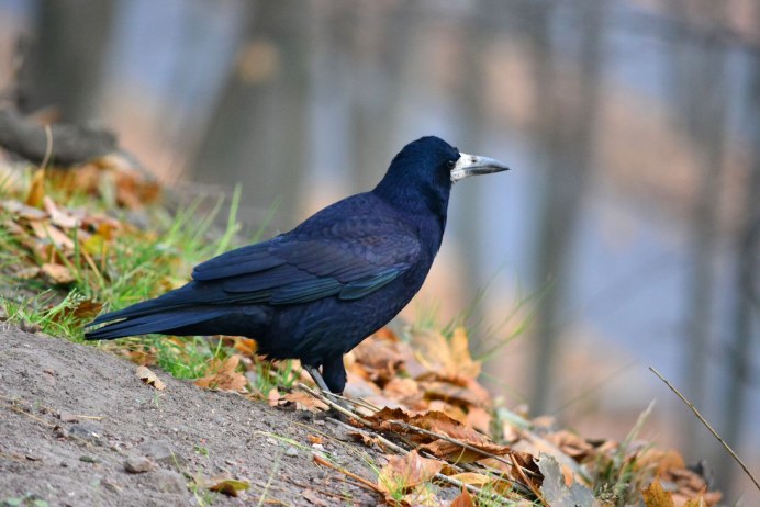 Ошейниковый ворон