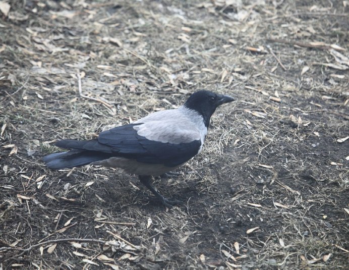 Ворона в парке