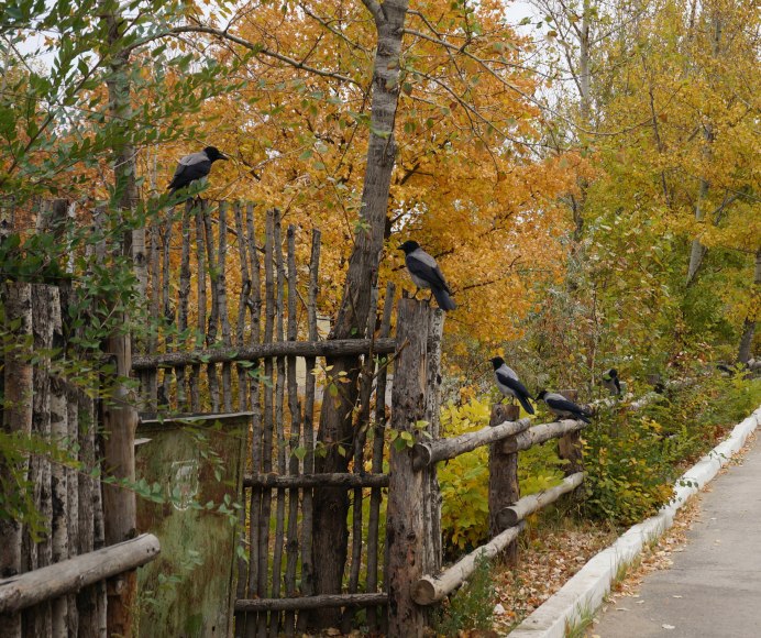 Ворона в деревне