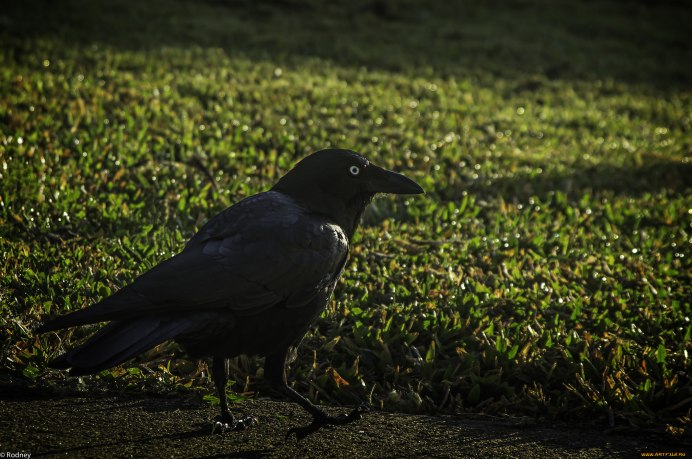 Грач птица Весенняя
