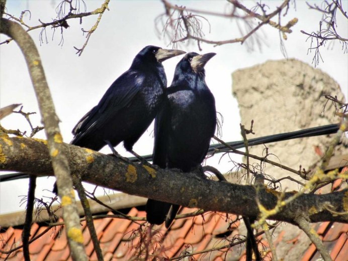 Вороны падальщики