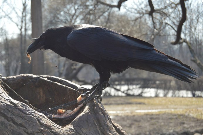 Ворон под дождем