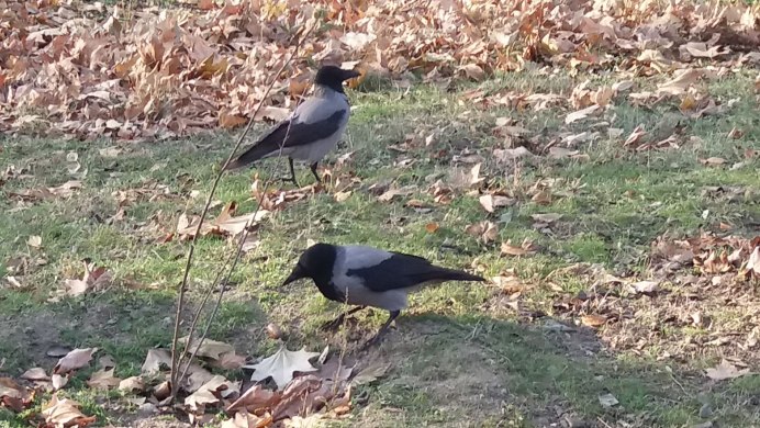 Ворон в лесу