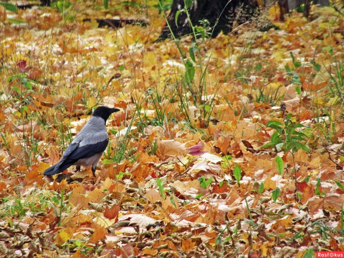 Ворон гуляющая по осенним листьям