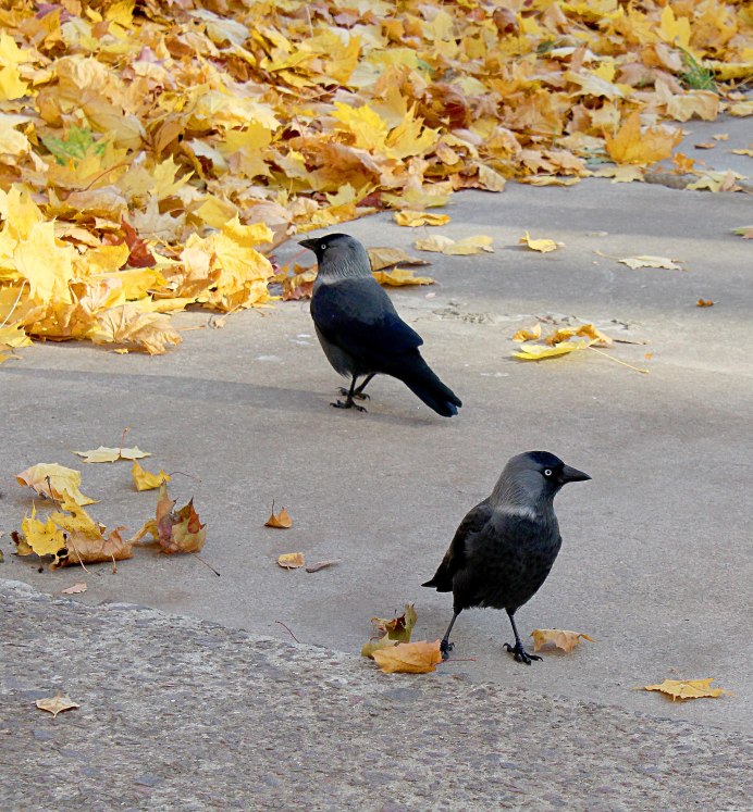 Галки осенью