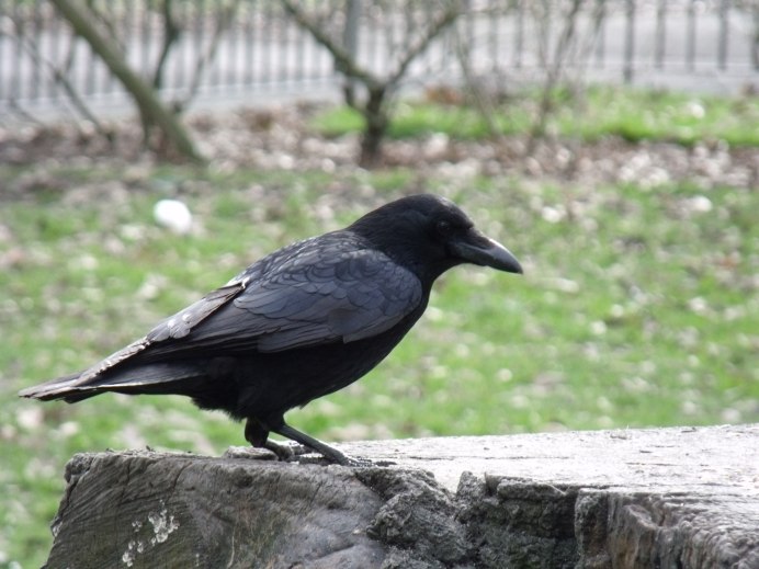 Corvus Corone comix ворона серая