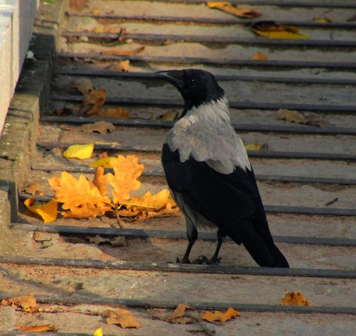 Ворона в городе