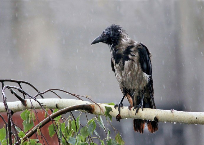 Осенние птицы и животные в городе