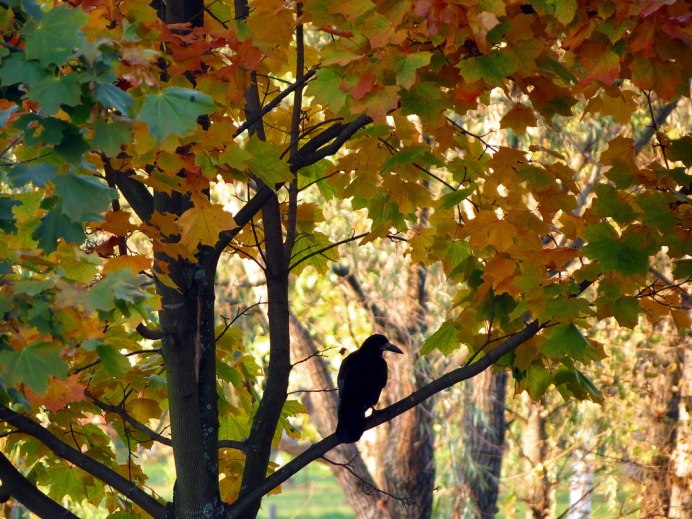 Осенний ворон