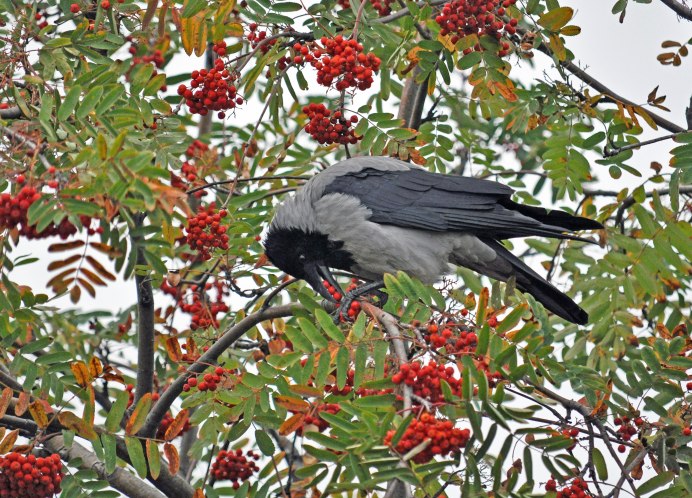 Дерево с воронами