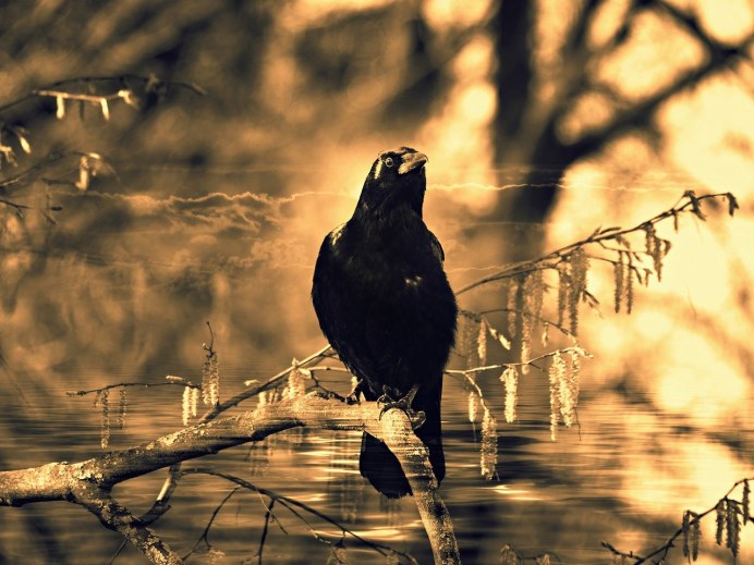 Ворон в ветвях Эстетика