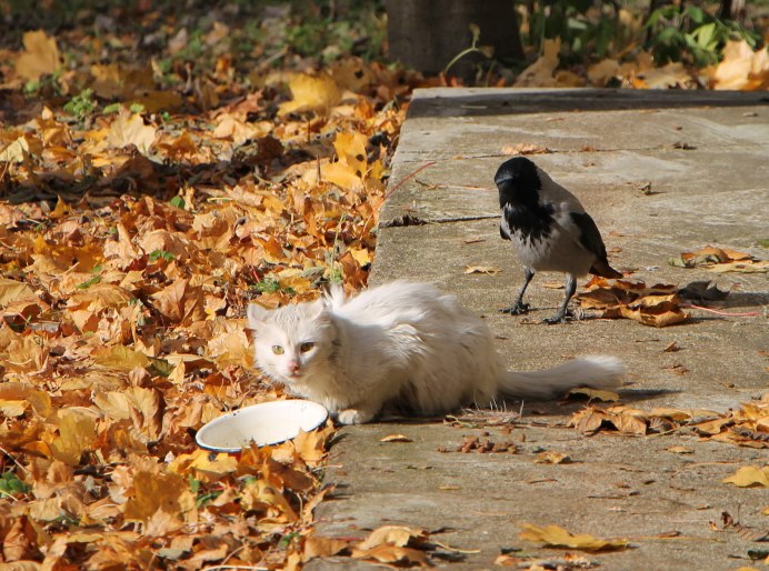 Ворона в лесу