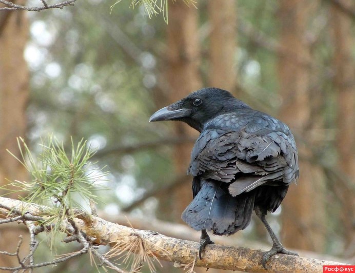 Птицы склевывают ягоды