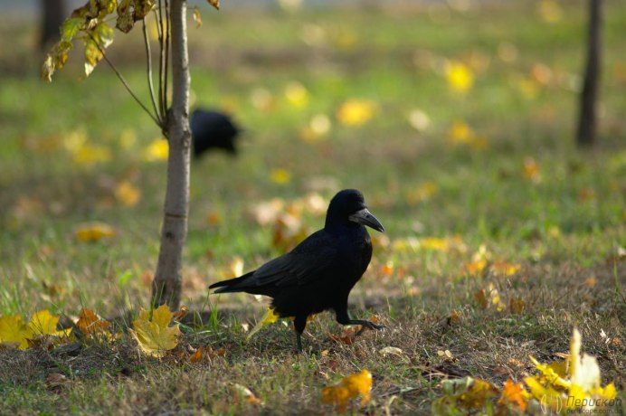 Ворона улетает