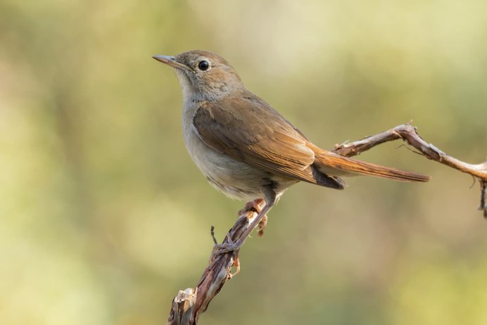 Дрозд чёрный (turdus Merula)