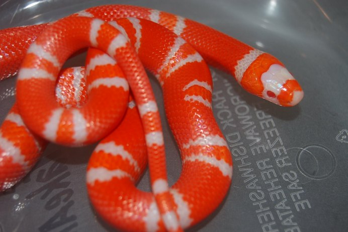 Молочная змея Гондурасская "Albino Yellow"