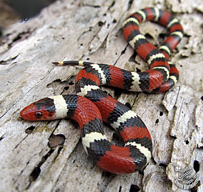 Lampropeltis Triangulum hondurensis "Hypomelanistic"