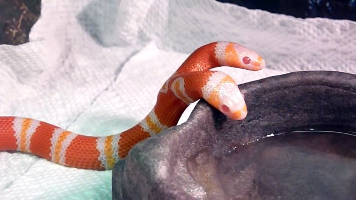 Lampropeltis Triangulum