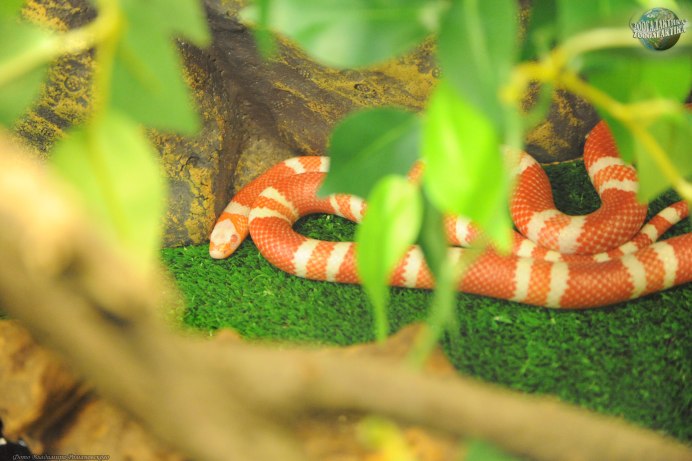 Lampropeltis Triangulum hondurensis
